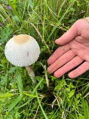 Macrolepiota dolichaula
