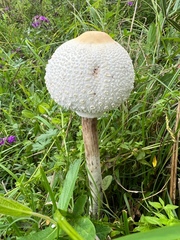 Macrolepiota dolichaula