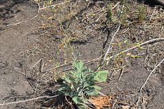Nicotiana paniculata