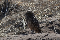 Athene cunicularia