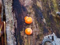 Lycogala epidendrum terrestre