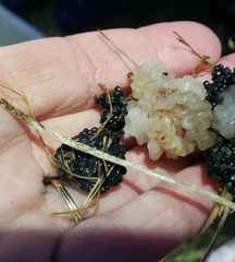 Ambystoma tigrinum
