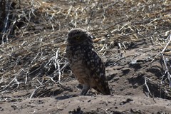 Athene cunicularia