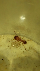 Pheidole hyatti