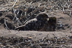 Athene cunicularia