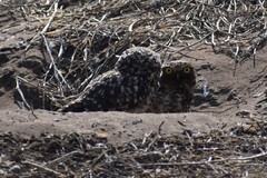 Athene cunicularia