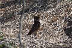 Athene cunicularia