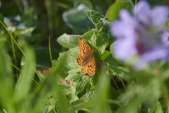 Boloria alaskensis