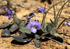 Viola villosa
