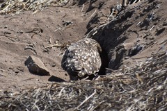 Athene cunicularia