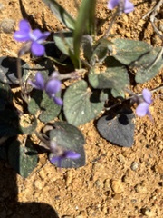 Viola villosa