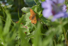 Boloria alaskensis