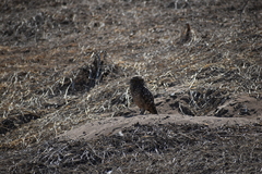 Athene cunicularia