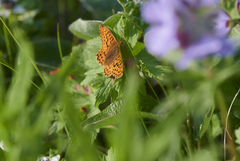 Boloria alaskensis