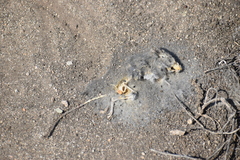 Rodentia