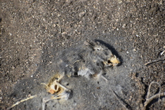 Rodentia