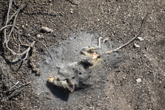 Rodentia