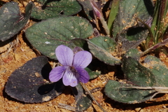 Viola villosa