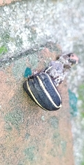 Neodiplogrammus quadrivittatus