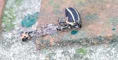 Neodiplogrammus quadrivittatus