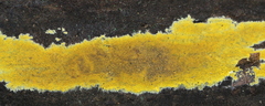 Phlebiodontia subochracea