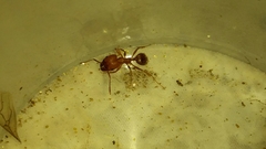 Pheidole hyatti