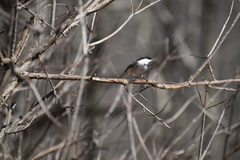 Poecile atricapillus