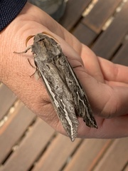 Abantiades atripalpis