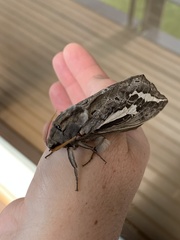 Abantiades atripalpis