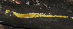 Phlebiodontia subochracea