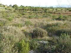 Thamnochortus erectus