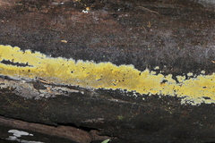 Phlebiodontia subochracea