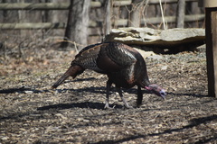Meleagris gallopavo