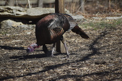 Meleagris gallopavo