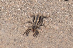 Mummuciidae