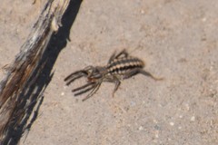 Mummuciidae