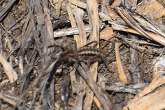 Mummuciidae