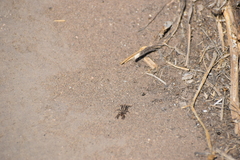 Mummuciidae