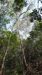 Sabal mauritiiformis