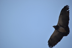 Geranoaetus melanoleucus