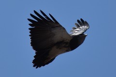 Geranoaetus melanoleucus