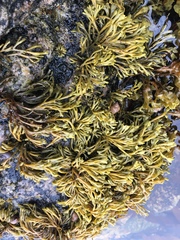 Pelvetia canaliculata