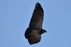 Geranoaetus melanoleucus