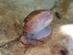 Quantula striata