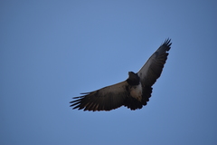 Geranoaetus melanoleucus