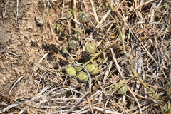 Solanum peruvianum