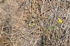 Solanum peruvianum