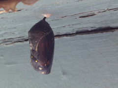 Danaus plexippus