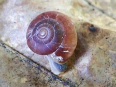Quantula striata
