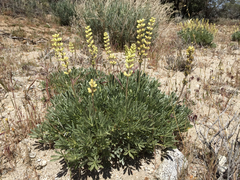 Lupinus peirsonii